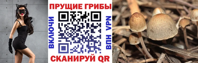 mega ссылка  Гаджиево  Псилоцибиновые грибы Cubensis 